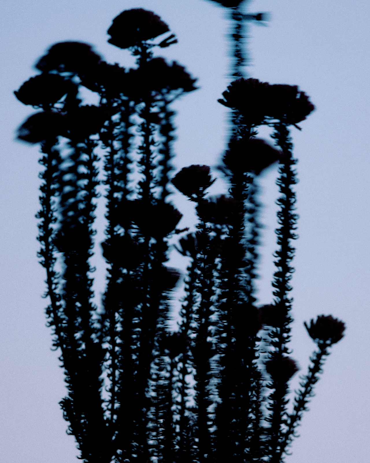 Botanical, blue light