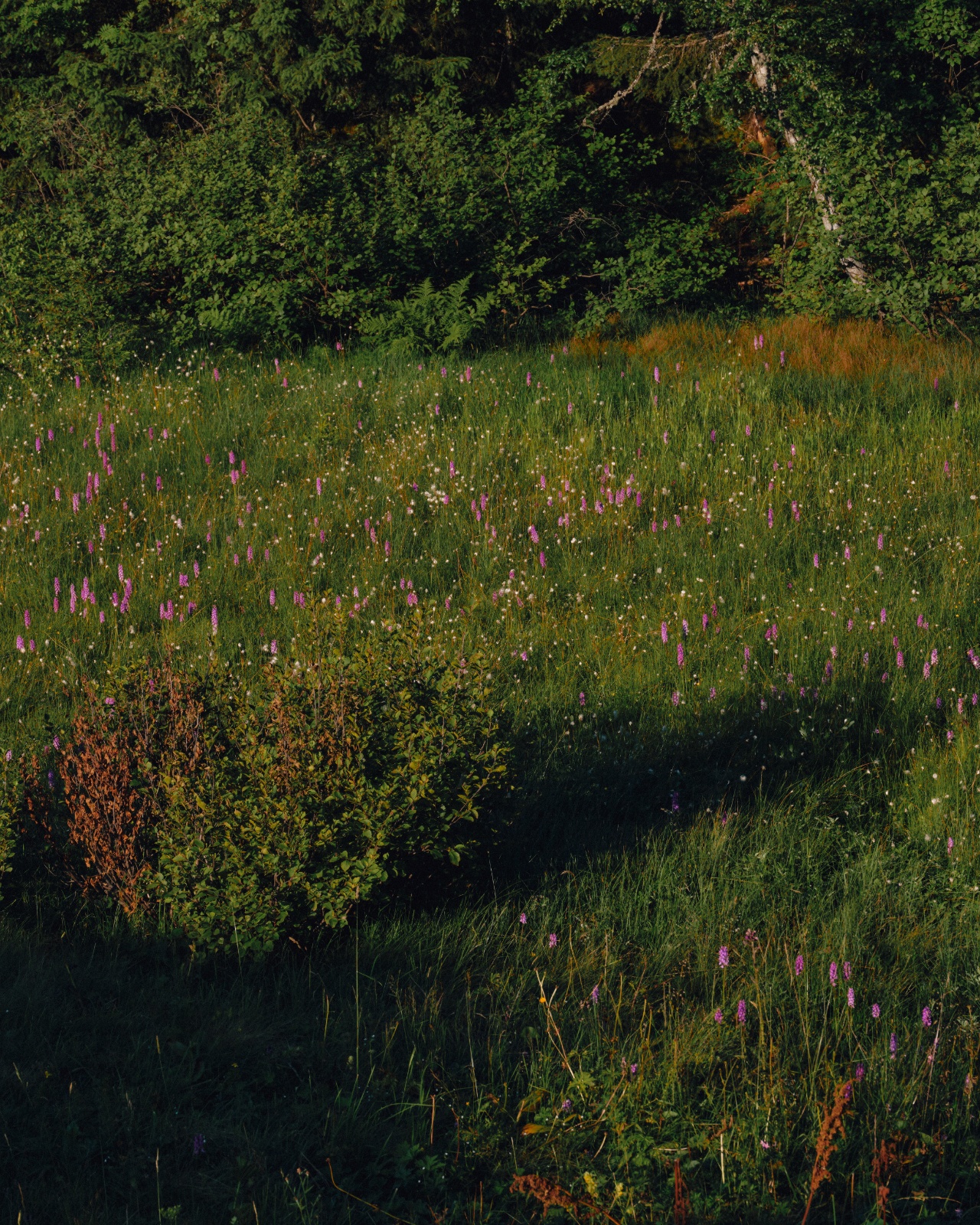 Wildflower meadow